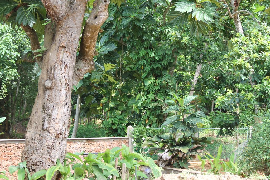 Siriniwasa Luxury Villa With Private Pool Induruwa Buitenkant foto
